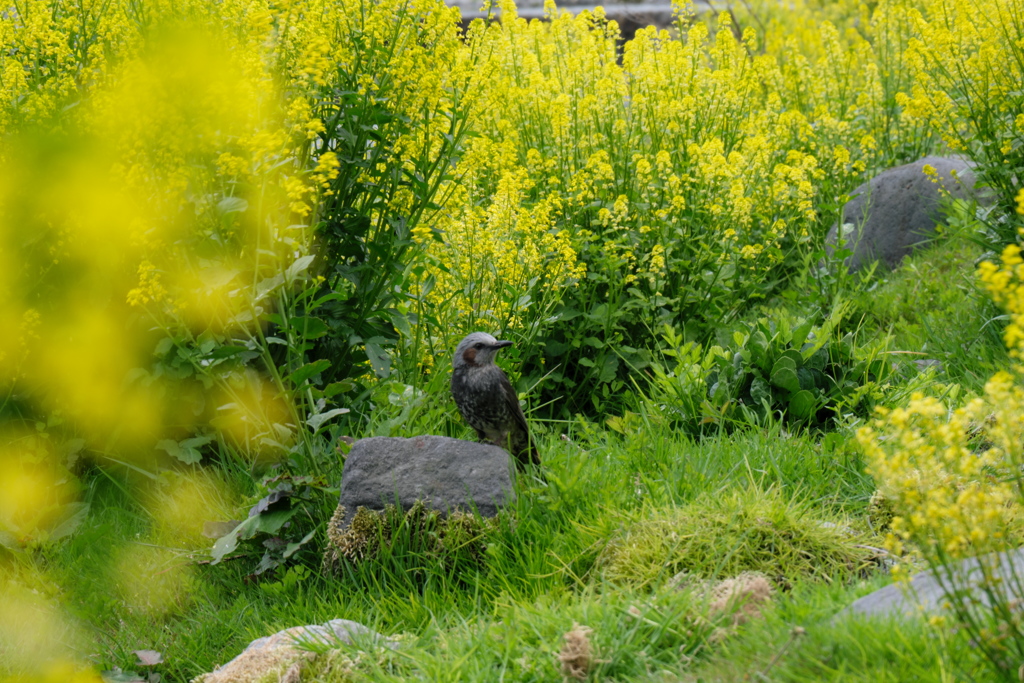葉の花と鳥