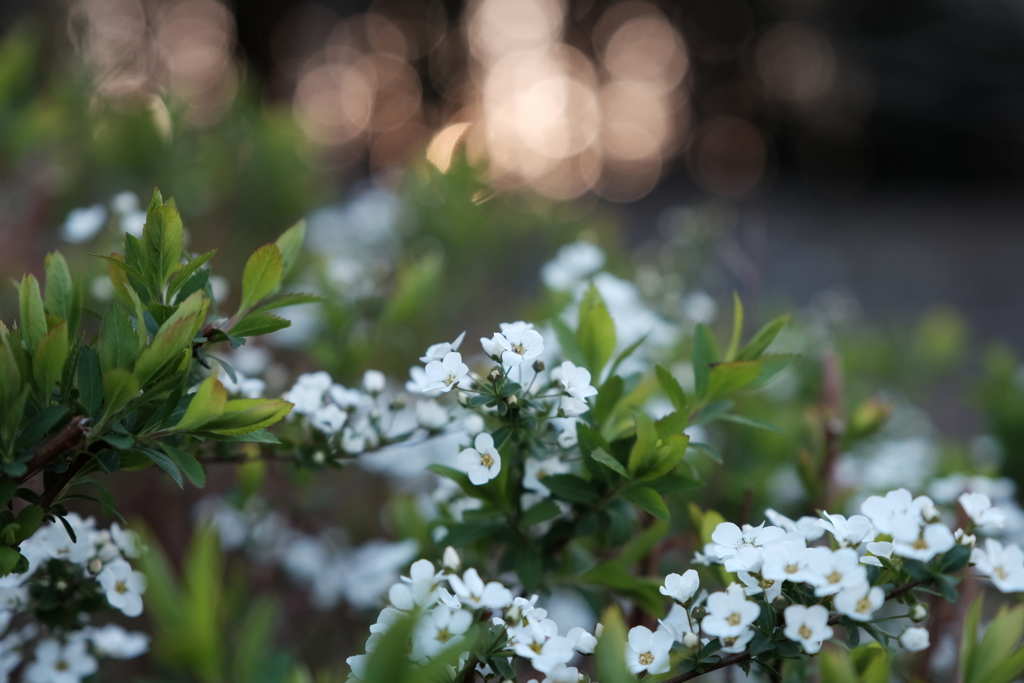 夕方の花