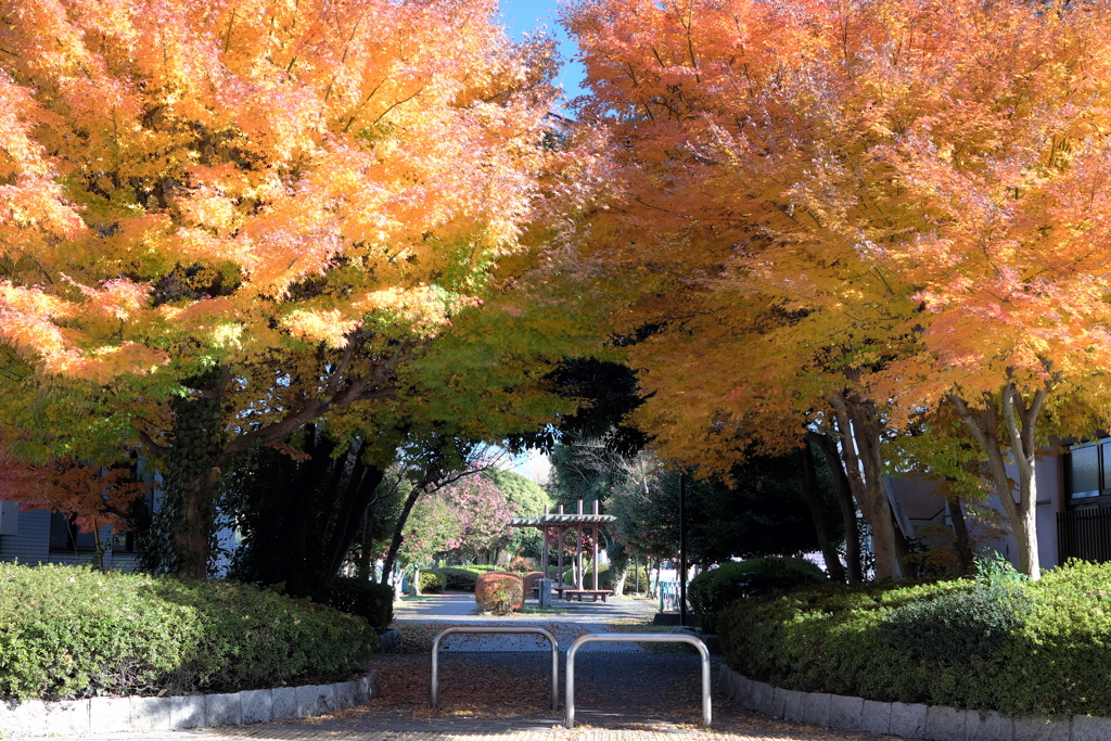 町中の紅葉