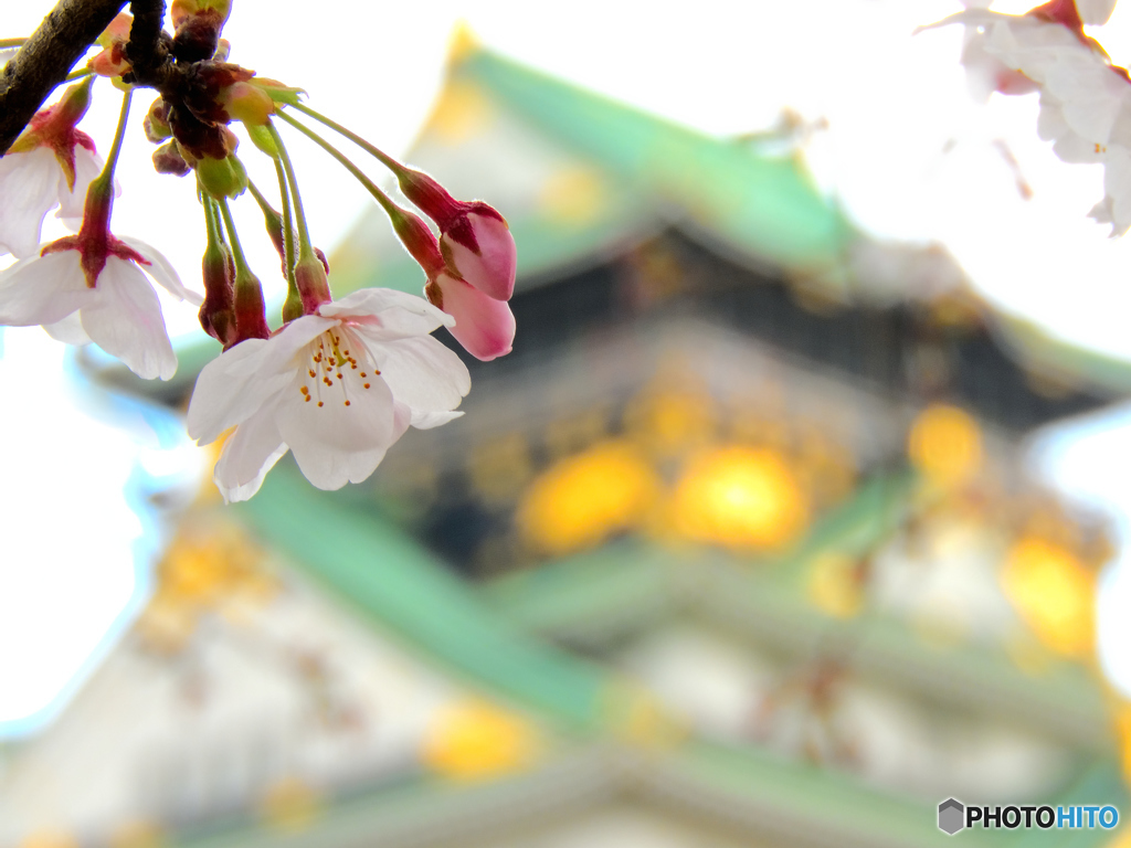 さくら大阪城