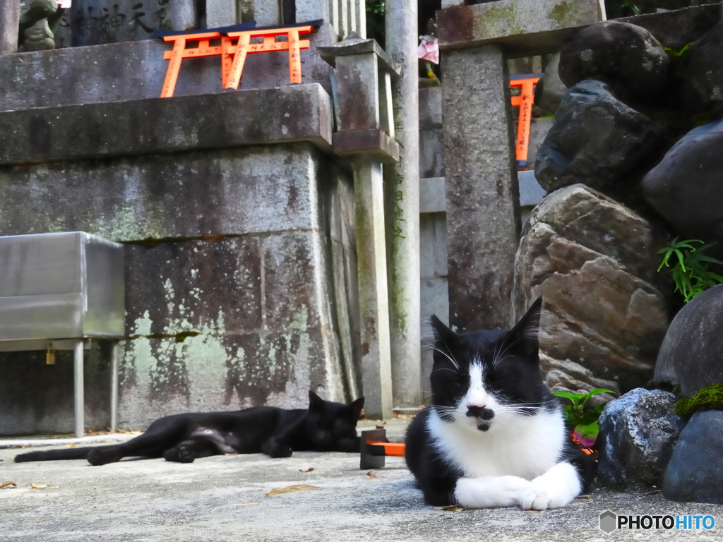 初期の重要参考にゃん