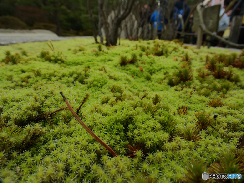 苔が綺麗だ