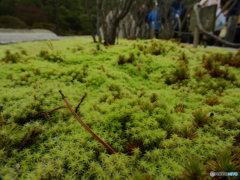 苔が綺麗だ