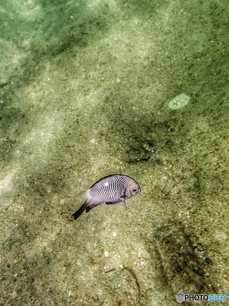 柏島の魚達#5ウロコ丸見え