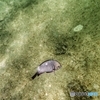 柏島の魚達#5ウロコ丸見え