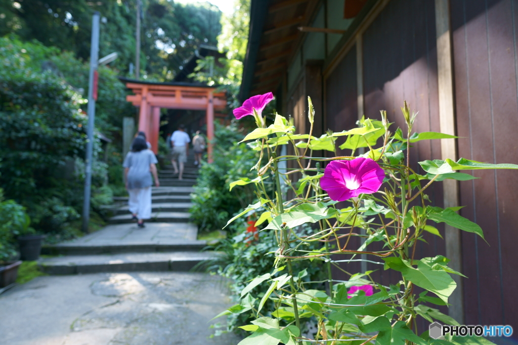 三ツ辻の朝顔