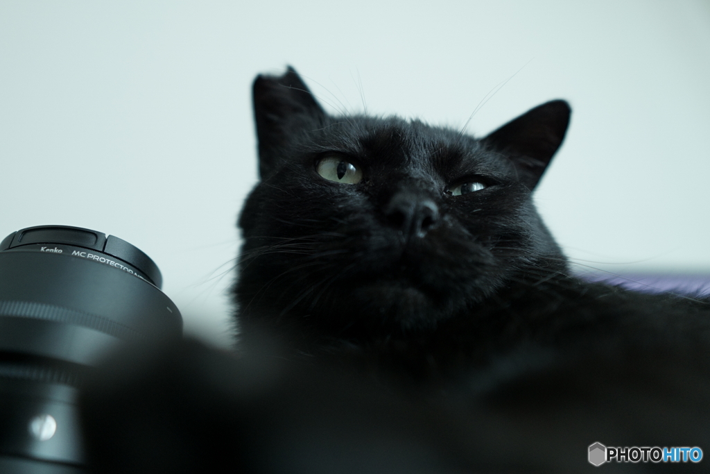 猫と健康