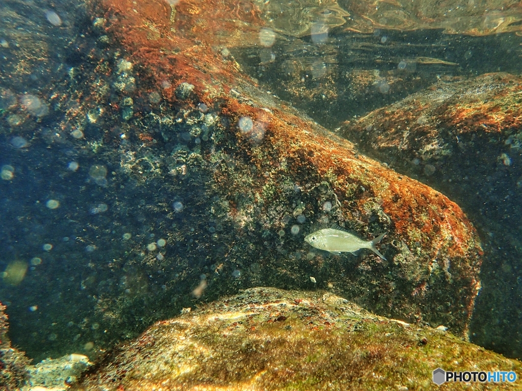 柏島の魚達#6マリンスノーの中で