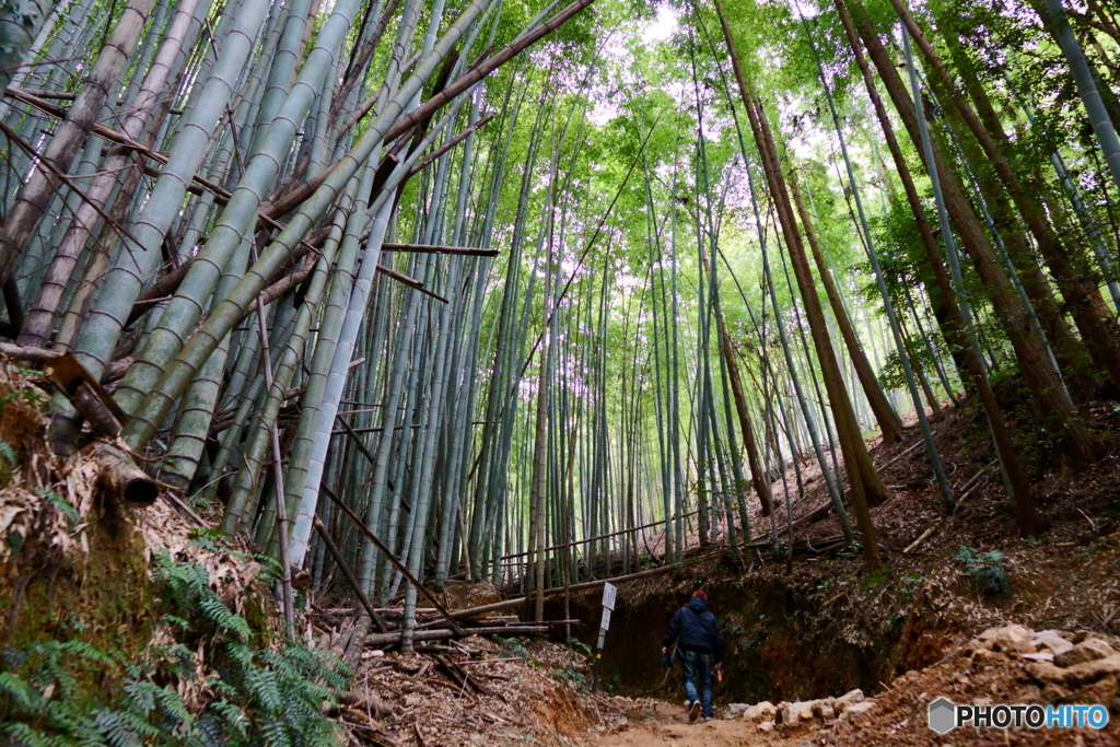 探検　稲荷山ダンジョン