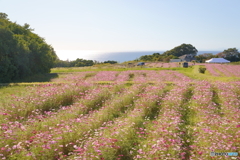 海の見えるコスモス畑へ