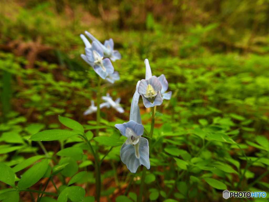 屏風ヶ滝の癒し～ヤマエンゴサク