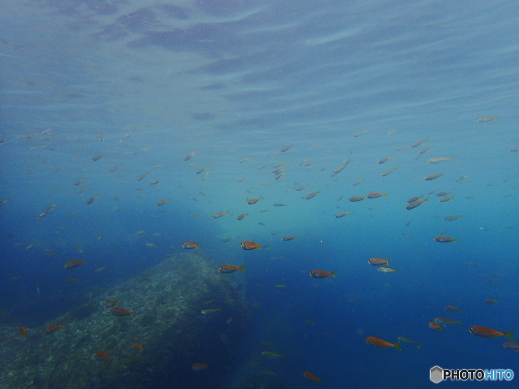 越前名物アジリバー1/5