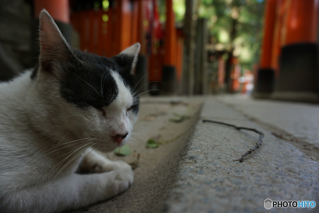眠いねこ