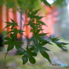 雨散歩