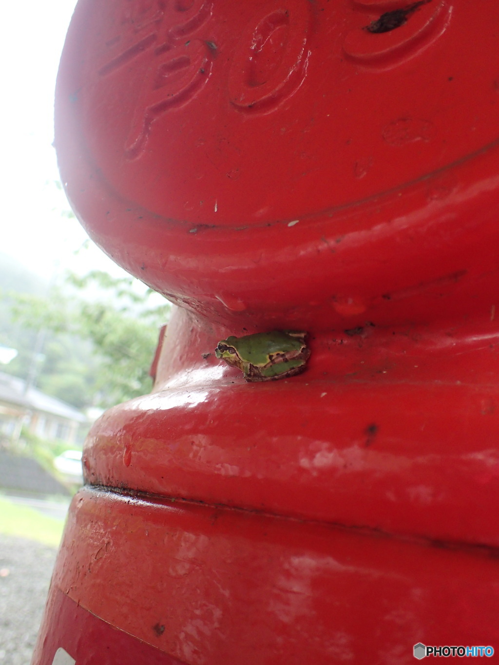 ポストマンフロッグ