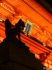 黒狐