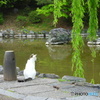 祇園美猫
