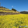 天空の菜の花畑へ