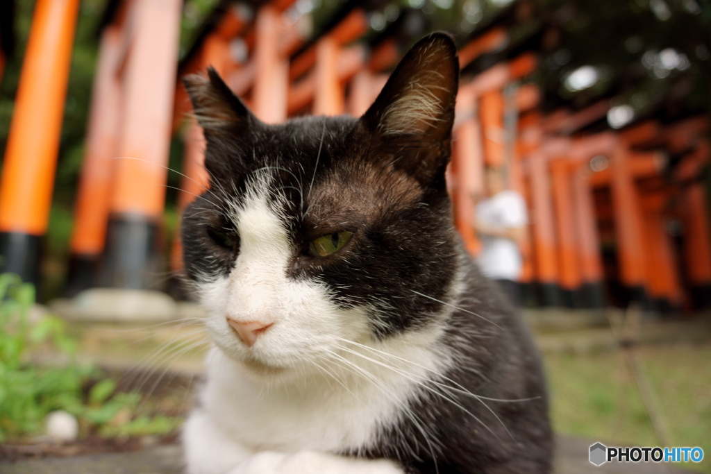 鳥居ねこ