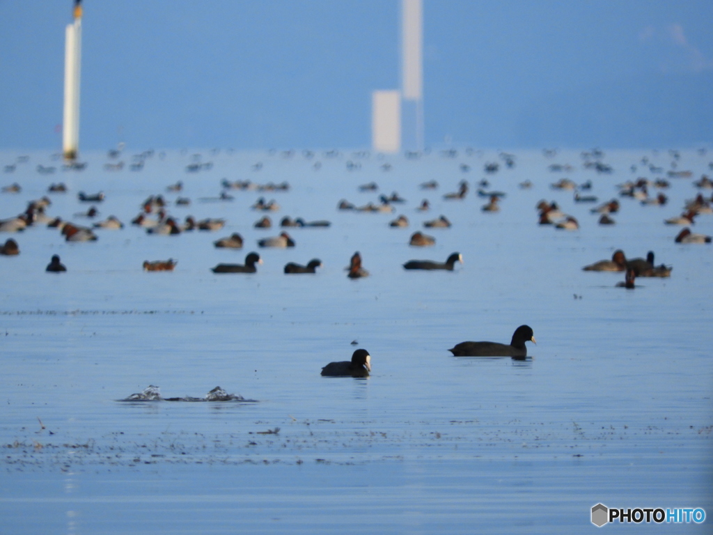 水鳥あるある