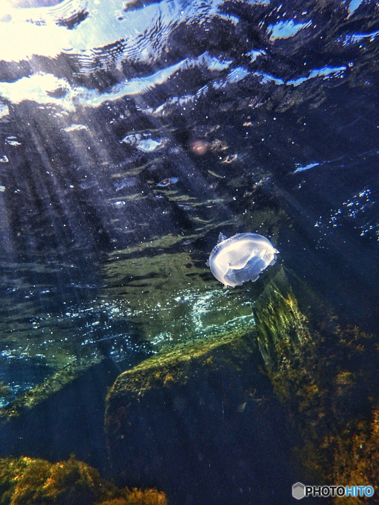 水海月の旅