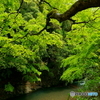 贅沢新緑