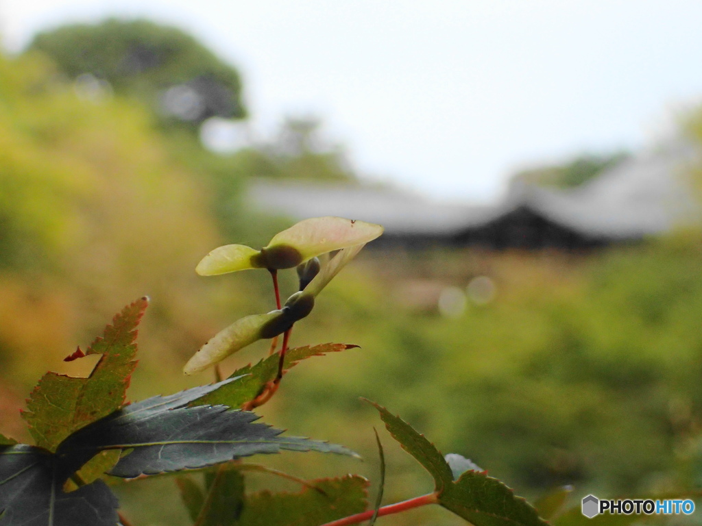 東福寺いろづき