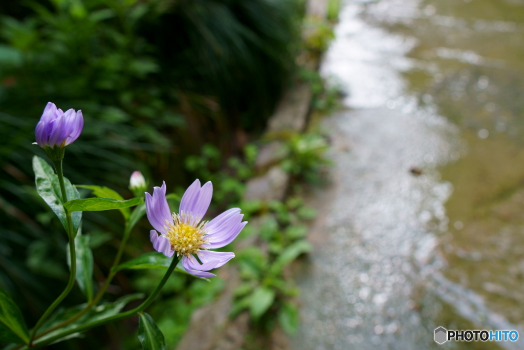雨上がりの花