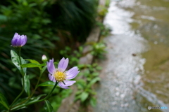 雨上がりの花