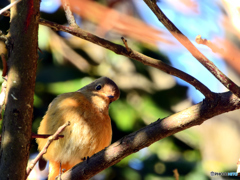 初ジョビ♀