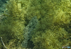海藻ベッド