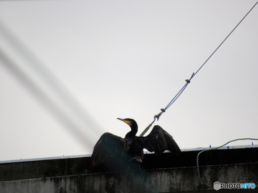 採れたて新鮮カワウ君