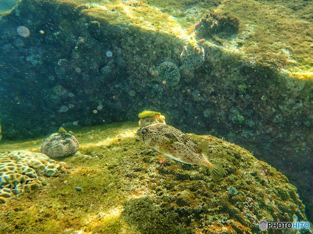 柏島の魚達#9ハリセンボン