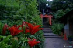 雨稲荷の赤い花