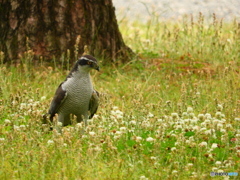 シロツメクサのお花畑