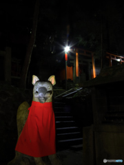 白面狛狐