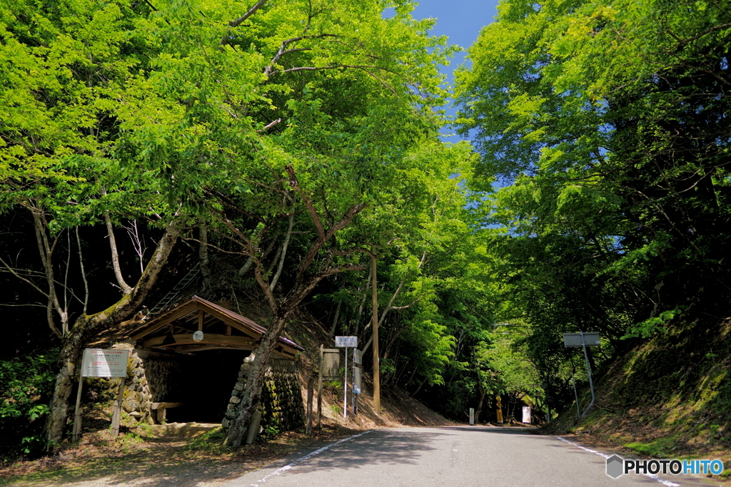 新緑の峠小舎