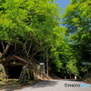 新緑の峠小舎