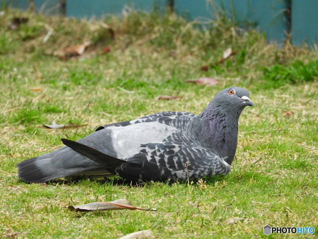 2/2 片肘ついてリラックスし過ぎさん