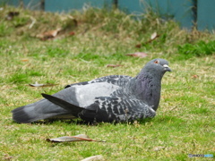2/2 片肘ついてリラックスし過ぎさん