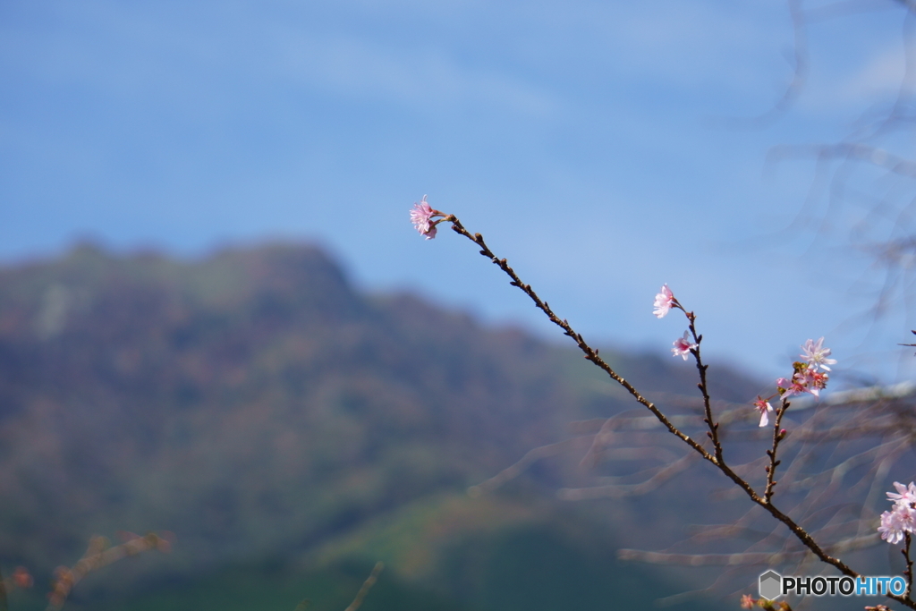 十月桜と寒風山