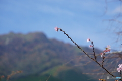 十月桜と寒風山