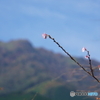 十月桜と寒風山