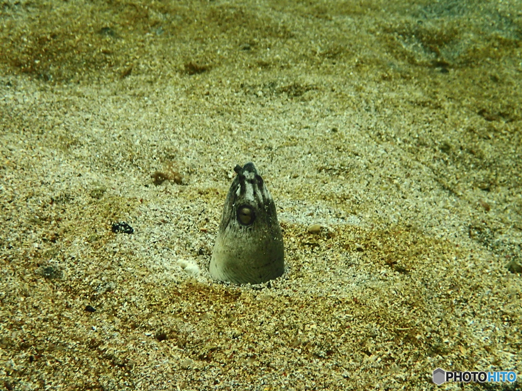 ホタルウミヘビ