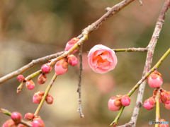 稲荷朝散歩、梅？