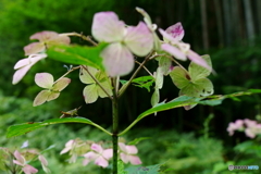 夏枯れあじさい