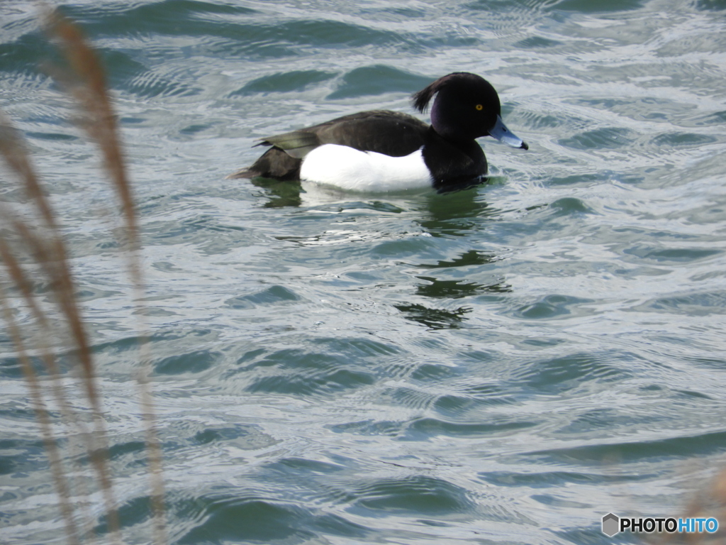 キンクロハジロ