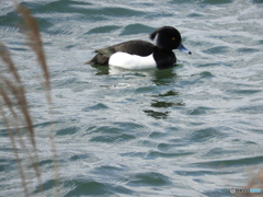 キンクロハジロ