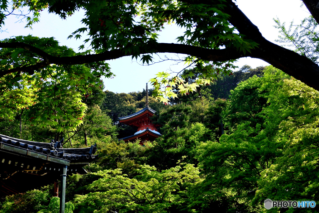 青紅葉と医聖堂～今熊野観音寺