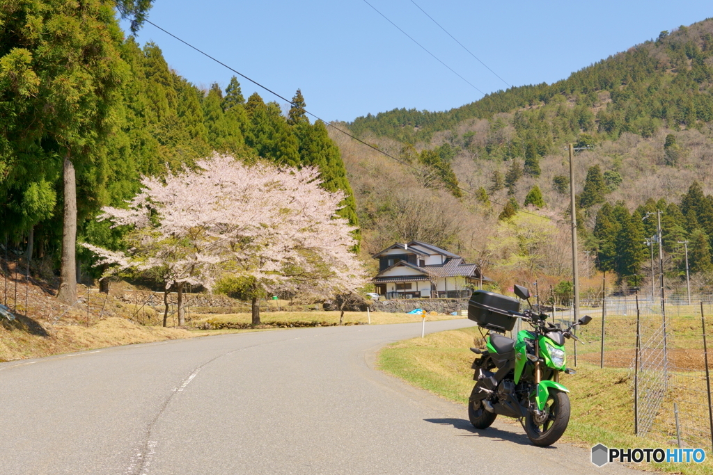 大江山の美桜